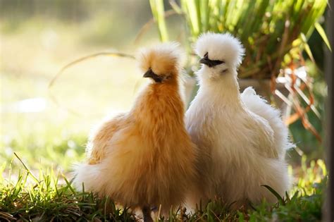 The Top 18 Chicken Breeds For Your Backyard Flock ~ Homestead And Chill