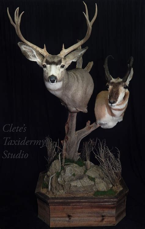 Wyoming Pedestal Mule Deer Animal Photography Antelope Hunting
