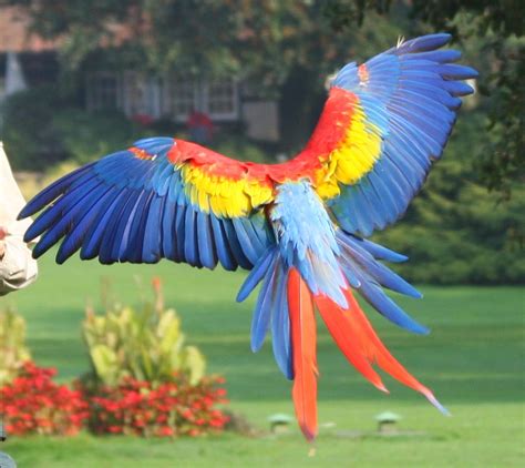 Life And Entertainment Scarlet Macaw Beautiful Parrot