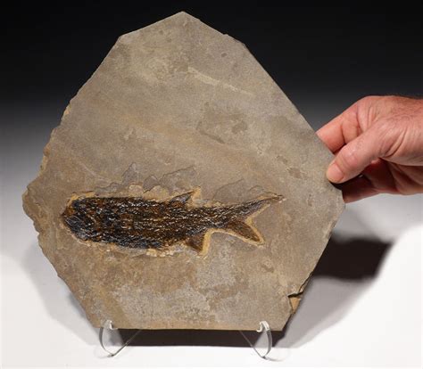 Paramblypterus Permian Fish Fossil From Before The Dinosaurs F140
