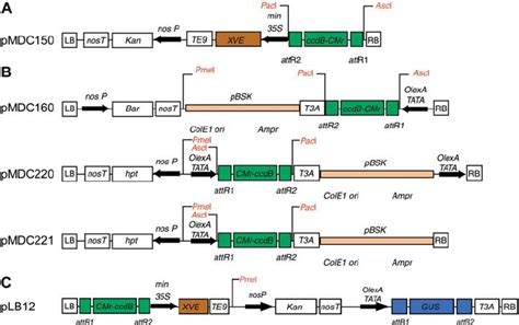 A Schematic Illustration Of The Gateway Compatible Constructs A