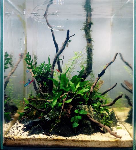 In proper condition, like high light, pressurized co2, good substrate, proper nutrition and optimum temperature, some aquatic plants grow sideways and form a bushy carpet at the bottom of the aquarium. Aquascaping And Hardscaping 20 Gallon Long Tank | Aquarium ...