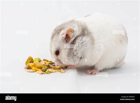 Syrian Hamster High Resolution Stock Photography And Images Alamy
