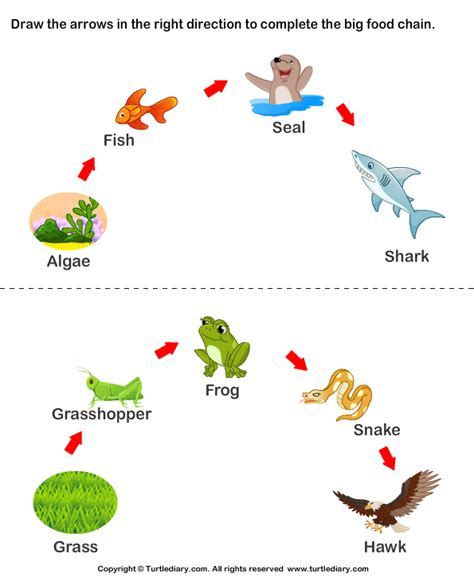 The terrestrial food chain is one that involves terrestrial organisms. Science Food Chain Worksheets Worksheet - Turtle Diary