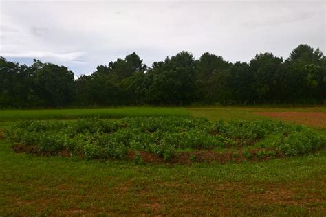 Ferme Semencière Bio Du Petit Sambuc Agrosemens