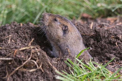 Interesting Facts About Pocket Gophers Just Fun Facts