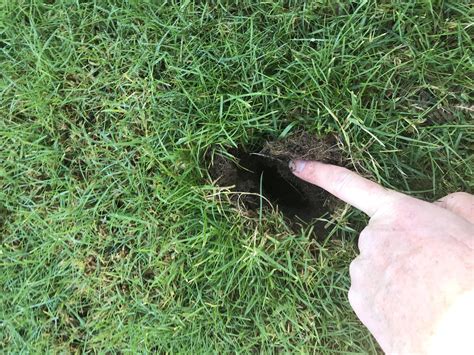 Something Living In My Lawn Making Holes Like This No Mole Hills Just