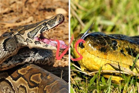 Python Vs Anaconda Whats The Difference