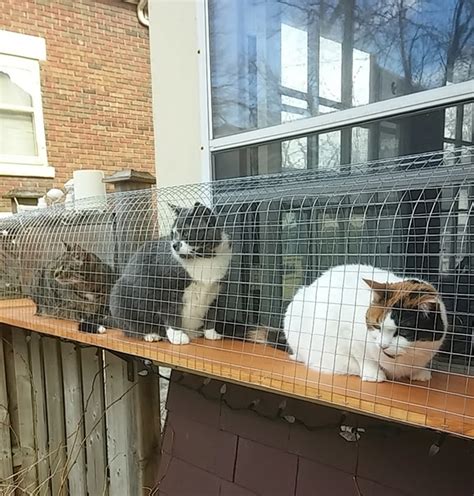 Your cat will most likly enjoy having a outdoor cat enclosure in your backyard. Another awesome outdoor cat enclosure | Cuckoo4Design