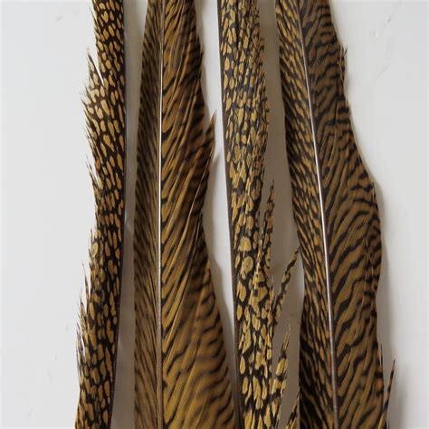 Golden Pheasant Tail Feathers Feathergirl