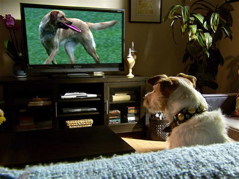 18 Strong Independent Dogs That Dont Need No Man Dog Watching Tv