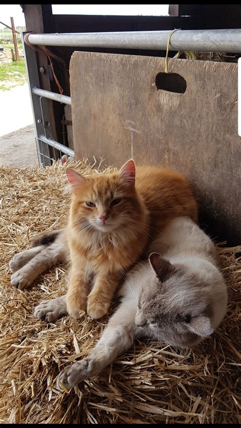 Farm Cats The Most Relaxed Of Cats Raww