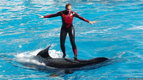 The Story Of Seaworlds Shamu Killer Whales Bbc News