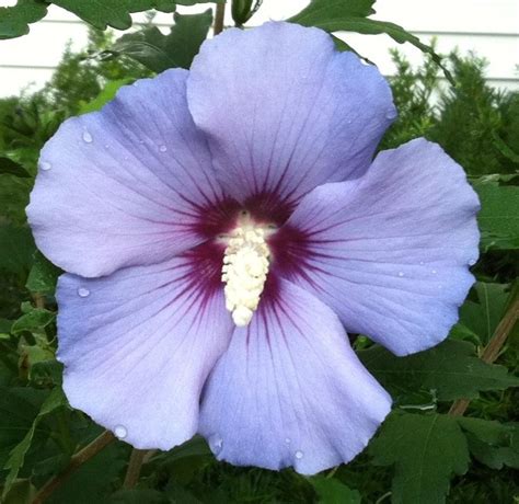 Rose of sharon (hibiscus syriacus), native to china, japan, korea and india, belongs to the malvaceae family and is also known as shrub althea. Roses Of Sharon: Plant Care and Collection of Varieties ...