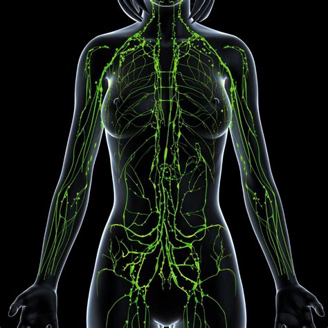 Map Of Lymph Nodes In Human Body Images And Photos Finder
