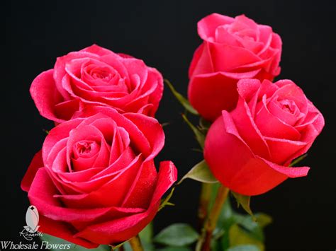 Hot Pink And Bicolor Roses Rosanti Flowers