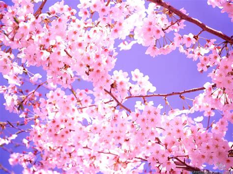 Beautiful Sakura Flower Wallpaper 1024x768 22595