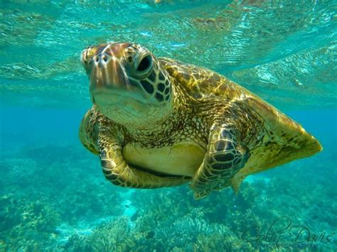 Sea Turtles Lifespan