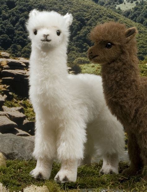 Pretty Animals Pictures Lamas Cute Animals World