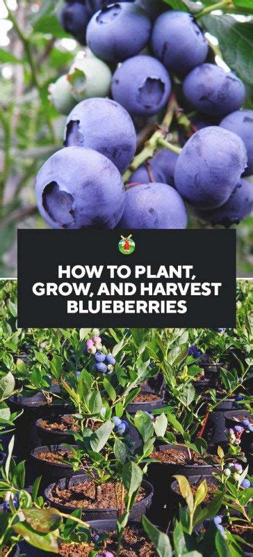 3 Easy Steps Explaining How To Grow Blueberries Will Take You Through