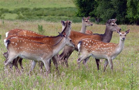 Sika Deer At Arne Rspb Reserve In Dorset Gailhampshire Flickr