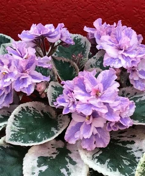 Exotic African Violets For Sale Boymansvanbeuningenrenovatie