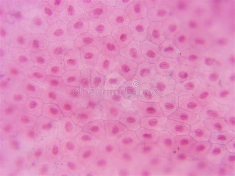 Typical Animal Cell Center 400x Stock Image Image Of Visible