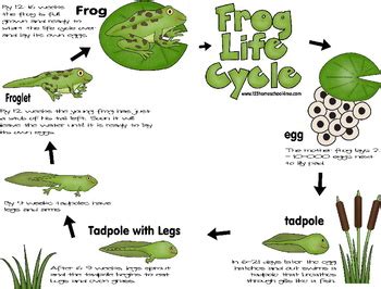 Frog Lifecycle Notebook {Preschool / Kindergarten / 1st / 2nd / 3rd