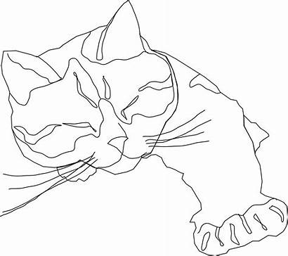 Calico Cat Coloring Designlooter