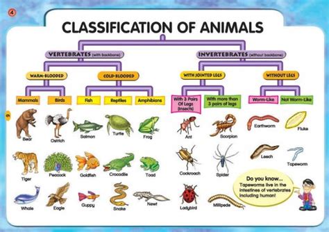 Animal Classification