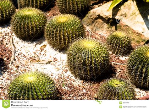 Picked up this old man cactus and thrifted pot today, such a perfect pairing! Yellow Barrel Cactus Close-up Royalty Free Stock Images ...