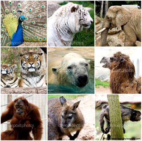 Wild Animal Collage Wallpapers Gallery