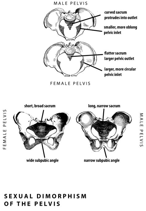 Assessing Skeletal Sex From The Human Pelvis My Xxx Hot Girl
