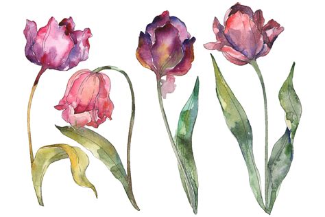 Tulips Watercolor Png 228770 Illustrations Design Bundles