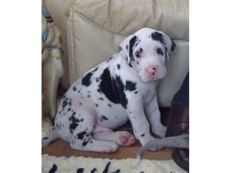 Black And White Spotted Great Dane Puppies Animals Volin South