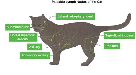 Cat Swollen Lymph Nodes Cancer Curious Online Journal Photo Galery
