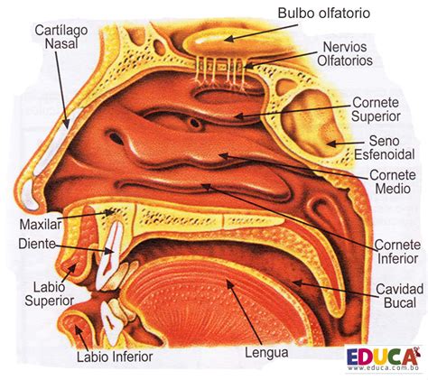 Olfato Anatomía Del Sistema Nervioso Y Organos De Los Sentidos