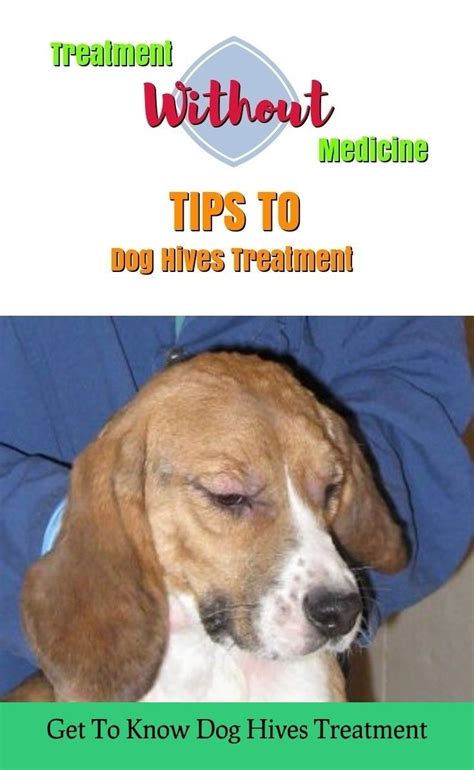 How To Get Rid Of Hives From Dog Allergies Howto Wiki