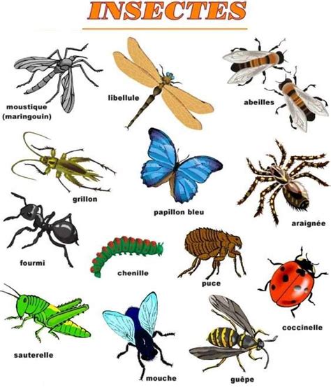 Voici A Quoi Ressemble La Collection De Base De 150 Insectes Que J Images