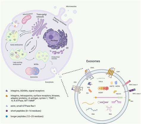Frontiers Exosomes In Pathogenesis Diagnosis And Therapy Of Ischemic Stroke
