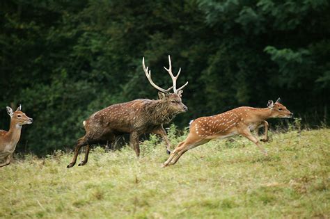 The Deer Rut The British Deer Society