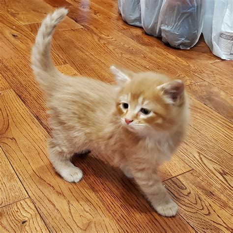 Mixed Cats For Sale Southampton Pa 328932 Petzlover