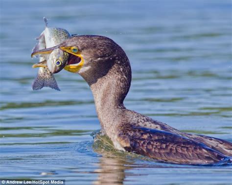 Fish Escapes Jaws Of Hungry Cormorant But Not For Long Daily Mail