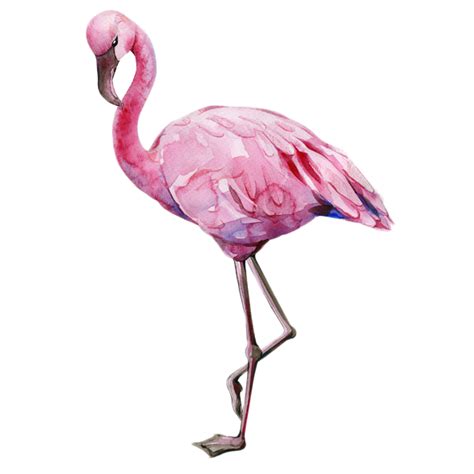 Aquarela Flamingo Png Imagens Png Em Alta Resolução