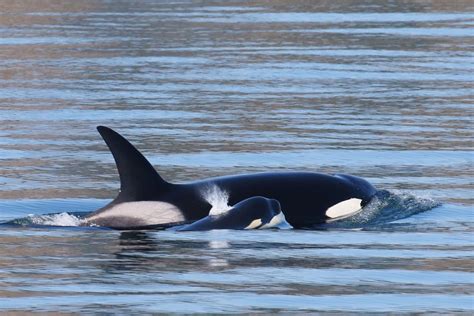 More Orcas Humpbacks Spotted In Salish Sea In 2022 Than Ever Before