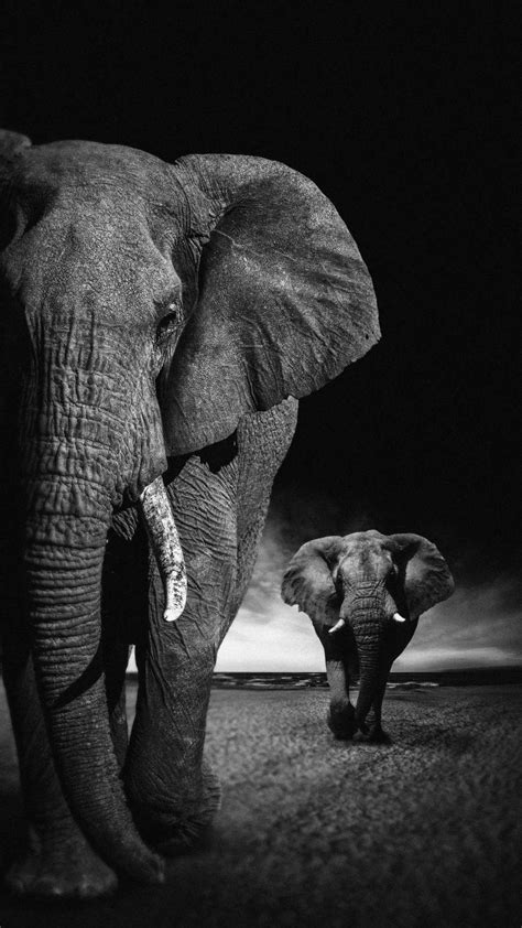 African Elephants Iphone Wallpaper Iphone Wallpapers
