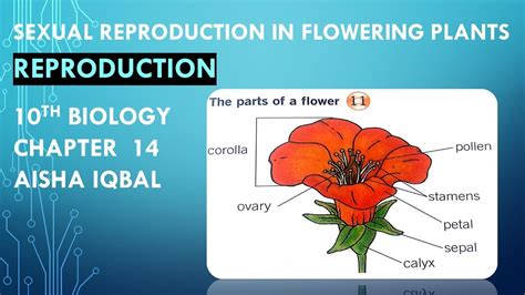 Sexual Reproduction In Plants Class 10 Youtube