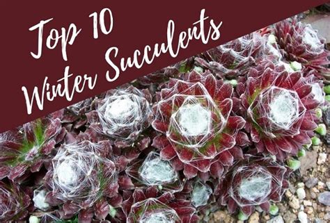 10 Best Winter Succulents The Succulent Eclectic