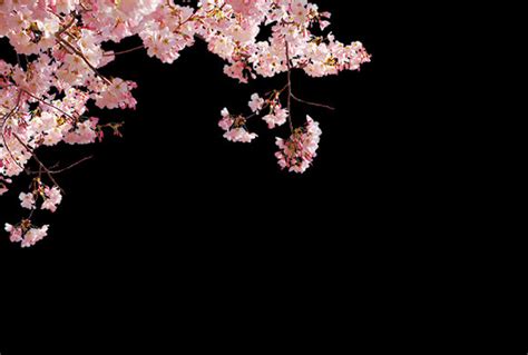 120 Free Cherry Blossom Overlays For Photoshop