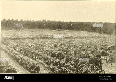 Historical Encyclopedia Of Illinois Ed Experiment Farm The Vineyard